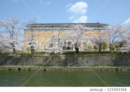 京都岡崎公園　琵琶湖疏の桜と京都市京セラ美術館　京都市左京区 125003368