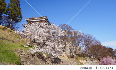 信州上田城址の千本桜祭り（昼間編） 125003374