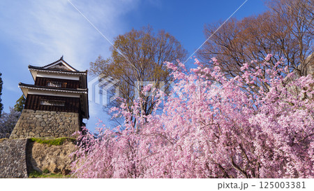 信州上田城址の千本桜祭り(昼間編) 信州上田城址の千本桜祭り(昼間編) 125003381