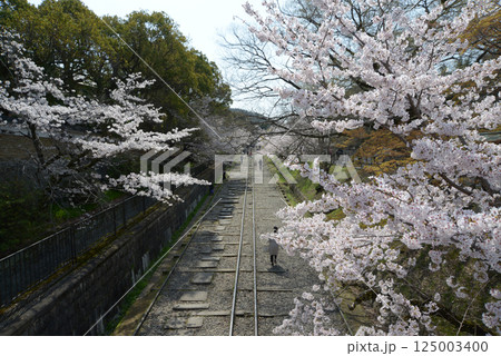 春の琵琶湖疏水　インクラインの桜　京都市左京区 125003400