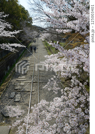 春の琵琶湖疏水 インクラインの桜 京都市左京区 春の琵琶湖疏水 インクラインの桜 京都市左京区 125003401
