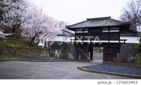 信州小諸城址（懐古園）の桜 125003403
