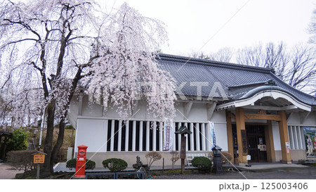 信州小諸城址（懐古園）の桜 125003406