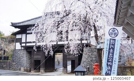 信州小諸城址（懐古園）の桜 125003407