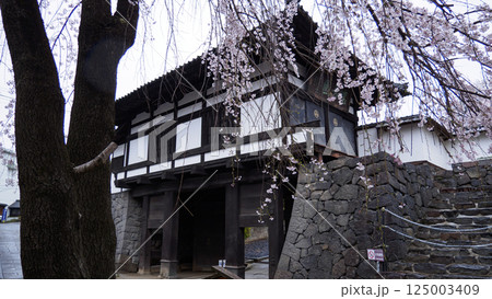 信州小諸城址（懐古園）の桜 125003409