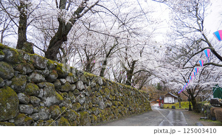 信州小諸城址（懐古園）の桜 125003410