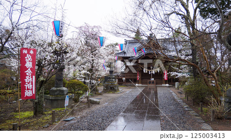 信州小諸城址(懐古園)の桜 信州小諸城址(懐古園)の桜 125003413