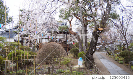 信州小諸城址(懐古園)の桜 信州小諸城址(懐古園)の桜 125003416
