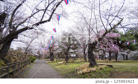 信州小諸城址(懐古園)の桜 信州小諸城址(懐古園)の桜 125003421