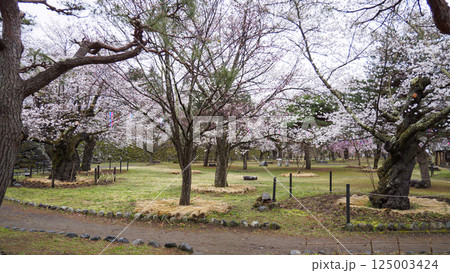 信州小諸城址(懐古園)の桜 信州小諸城址(懐古園)の桜 125003424