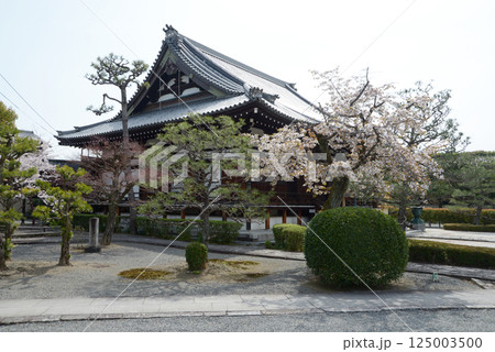 阿弥陀寺　本堂　京都市上京区 125003500