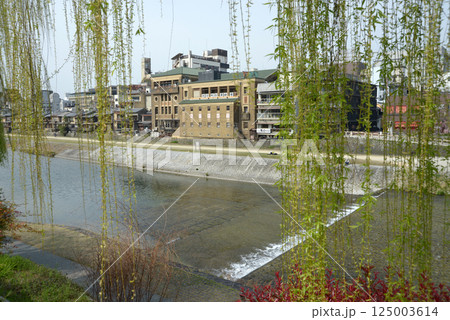鴨川と先斗町歌舞練場　京都市中京区 125003614
