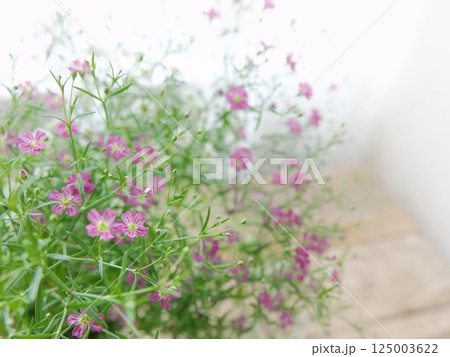 窓辺にピンクと白の小花 窓辺にピンクと白の小花 125003622