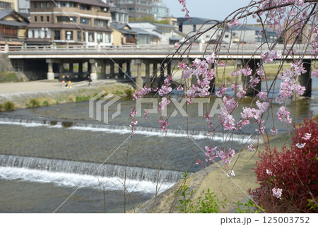 春の三条大橋 京都市東山区 春の三条大橋 京都市東山区 125003752