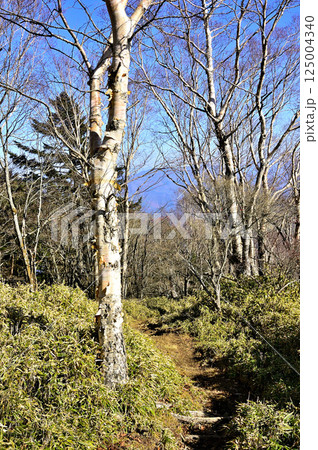天子山地の雨ヶ岳山頂 ダケカンバと笹原の道 天子山地の雨ヶ岳山頂 ダケカンバと笹原の道 125004340