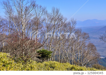 天子山地の雨ヶ岳山頂 亜高山帯の風景 ダケカンバと笹原 天子山地の雨ヶ岳山頂 亜高山帯の風景 ダケカンバと笹原 125004345