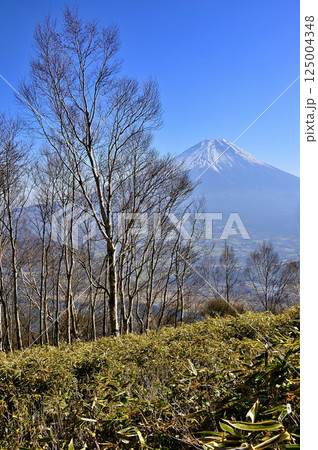 天子山地の雨ヶ岳山頂より　岳樺に富士山 125004348