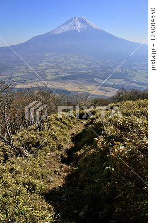 天子山地の雨ヶ岳へ登る道上より望む富士山 天子山地の雨ヶ岳へ登る道上より望む富士山 125004350