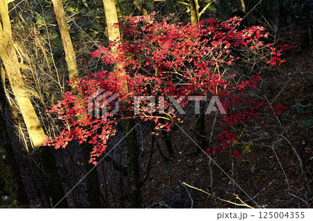 天子山地の竜ヶ岳 こもれびの秋模様 ヤマモミジの紅葉 天子山地の竜ヶ岳 こもれびの秋模様 ヤマモミジの紅葉 125004355