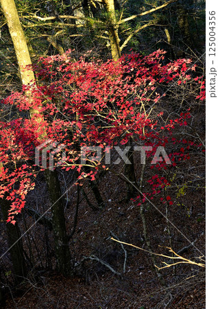 天子山地の竜ヶ岳　こもれびの秋模様　ヤマモミジの紅葉 125004356