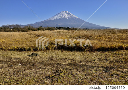 静岡県富士宮市 朝霧高原から望む雄大な富士山 静岡県富士宮市 朝霧高原から望む雄大な富士山 125004360