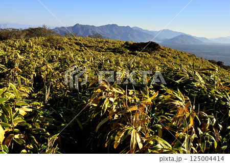 天子山地の竜ヶ岳の笹原より望む朝日そそぐ御坂山地 125004414