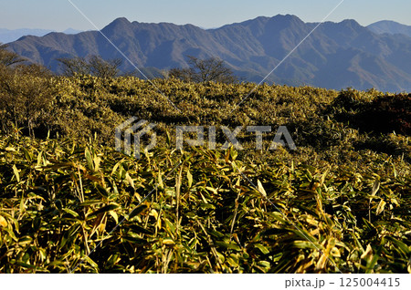 天子山地の竜ヶ岳の笹原より望む朝日そそぐ御坂山地 125004415