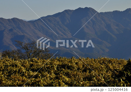 天子山地の竜ヶ岳の笹原より望む朝日そそぐ御坂山地 125004416