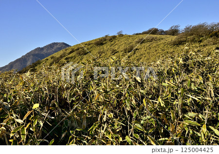 天子山地の竜ヶ岳　笹原広がる山地と雨ヶ岳 125004425