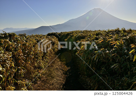 天子山地の竜ヶ岳 笹原広がる山道と陽射しそそぐ富士山 天子山地の竜ヶ岳 笹原広がる山道と陽射しそそぐ富士山 125004426