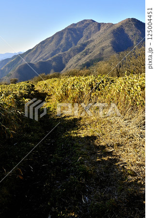 天子山地の竜ヶ岳　笹原の尾根道より眺めるタカデッキと雨ヶ岳 125004451