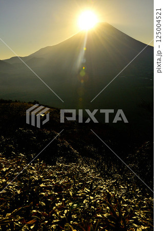 天子山地の竜ヶ岳より　富士山に昇る朝日 125004521