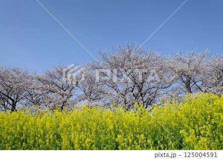 桜となばな 125004591
