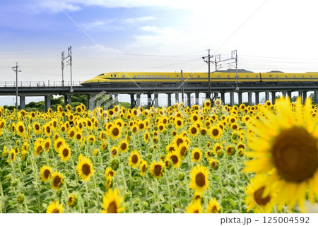 ドクターイエローとひまわり 125004592