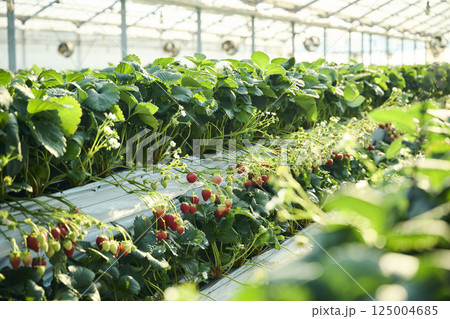いちご農園のビニールハウスの風景 125004685