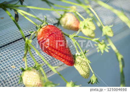 農園のビニールハウスで栽培されるいちご 125004698