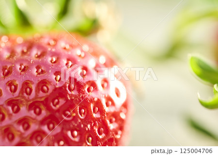 農園のビニールハウスで栽培されるいちご 農園のビニールハウスで栽培されるいちご 125004706