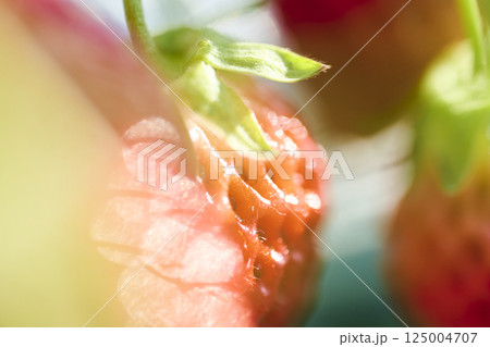 農園のビニールハウスで栽培されるいちご 農園のビニールハウスで栽培されるいちご 125004707
