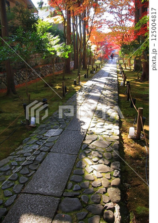 京都の紅葉　紅葉の名所　紅葉の穴場　鹿王院 125004817