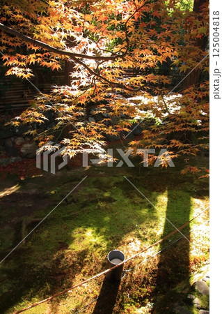 京都の紅葉　紅葉の名所　紅葉の穴場　鹿王院 125004818