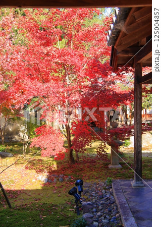 京都の紅葉　紅葉の名所　紅葉の穴場　鹿王院 125004857