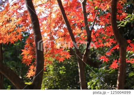 京都の紅葉 紅葉の名所 紅葉の穴場 鹿王院 京都の紅葉 紅葉の名所 紅葉の穴場 鹿王院 125004899