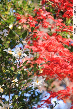 京都　芸能の神様　車折神社の紅葉 125005015