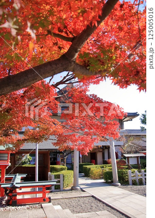 京都 芸能の神様 車折神社の紅葉 京都 芸能の神様 車折神社の紅葉 125005016