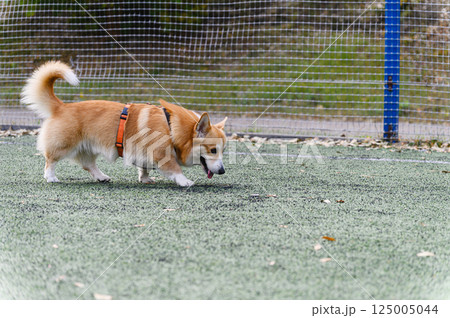 Corgi dog sniffing ground on green turf in autumn. Corgi dog sniffing ground on green turf in autumn. 125005044