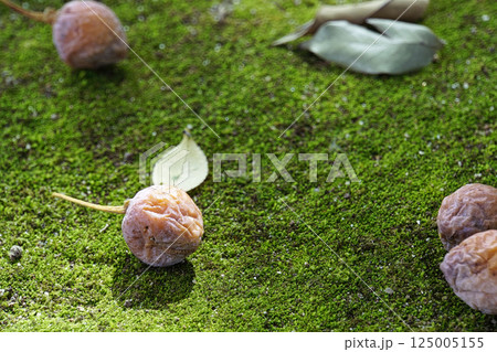 秋10月苔の上に落ちた黄色いギンナンの実 秋10月苔の上に落ちた黄色いギンナンの実 125005155