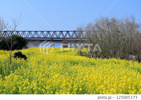 奈半利川河口の菜の花畑 (高知県 田野町 二十三士公園) 奈半利川河口の菜の花畑 (高知県 田野町 二十三士公園) 125005173