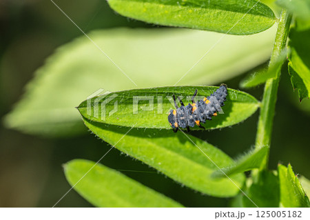 テントウムシ幼虫（ナナホシテントウ） 125005182