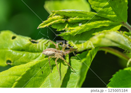 虫を捕食するササグモ 虫を捕食するササグモ 125005184