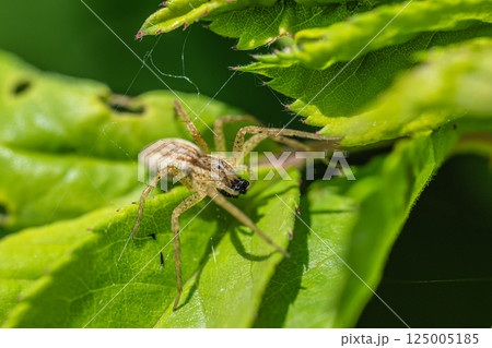 虫を捕食するササグモ 虫を捕食するササグモ 125005185